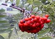 Mountain Ash fruit