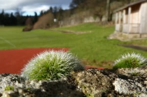 Grimmia pulvinata when moist 