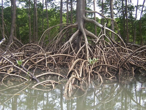 Mangrove roots