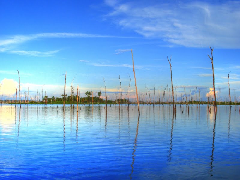 Dead flooded trees - Balbina Dam, Amazon