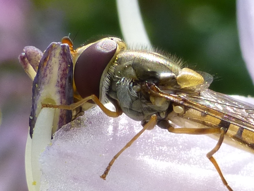 Hoverfly in Langcliffe churchyard